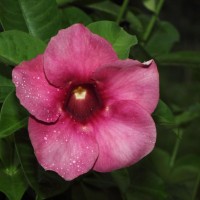 Allamanda blanchetii A.DC.